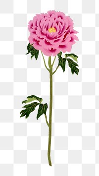 PNG pink flower, collage element, transparent background