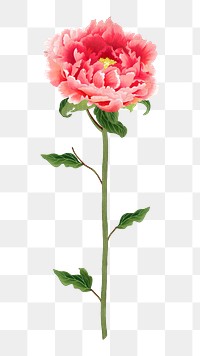 PNG pink flower, collage element, transparent background