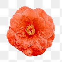 Orange png blooming flower, transparent background