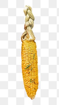 Fresh corn png, healthy food, transparent background