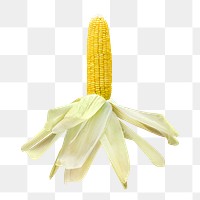 Raw corn png, healthy food, transparent background