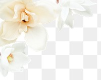 White flower border png element, transparent background