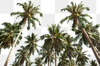 PNG Palm trees in summer border, transparent background