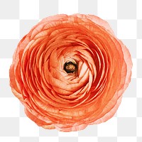 Orange flower png collage element, transparent background