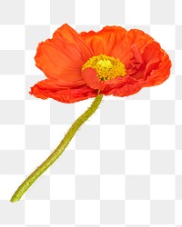 PNG Close up of red poppy flower, transparent background