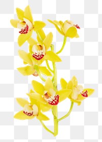 Yellow orchid png flower, transparent background