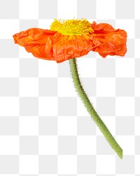 PNG Red poppy flower  , collage element, transparent background