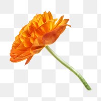 PNG orange ranunculus flower, collage element, transparent background