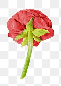 Red png flower with stem, transparent background