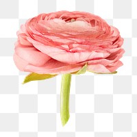 Pink png flower, transparent background, side view