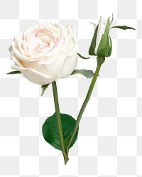 PNG White rose flower  , collage element, transparent background