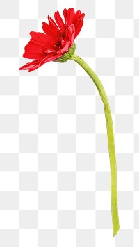 Red daisy png flower, transparent background