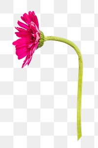 Pink daisy png flower, transparent background