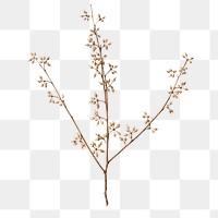 Flower branch png collage element, transparent background