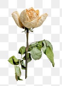 Dry flower png collage element, transparent background