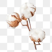 Cotton flower png branch, transparent background