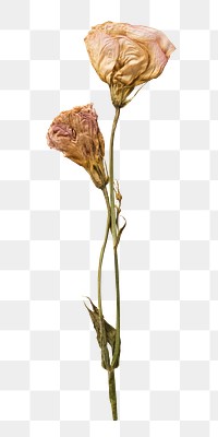 Dried old flowers png collage element, transparent background