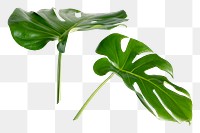 PNG Split leaf monstera plant, collage element, transparent background