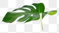 PNG Split leaf monstera plant, collage element, transparent background