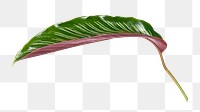 PNG Calathea Ornata leaf  , collage element, transparent background