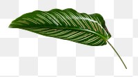 PNG Calathea Ornata leaf, collage element, transparent background