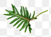 PNG Fresh green Philodendron Xanadu, collage element, transparent background