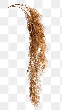 PNG Dried plant branch design element, transparent background