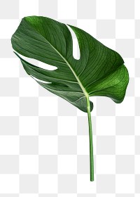 Monstera leaf png, transparent background