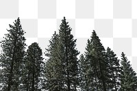 PNG Pine trees border, transparent background