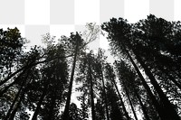 PNG Tree tops border collage element, transparent background