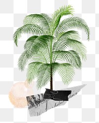 Tropical tree png sticker, transparent background