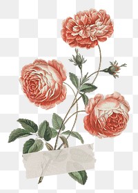 Pink wild rose flowers png sticker, transparent background