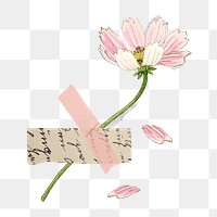 Pink cosmos png flower sticker, transparent background