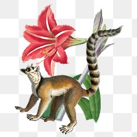 Ring-tailed lemur png animal sticker, transparent background