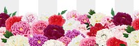 Colorful carnation png botanical border, transparent background