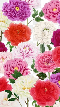 Spring carnation png colorful flowers, transparent background