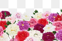 Colorful carnation png botanical border, transparent background