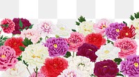 Colorful carnation png botanical border, transparent background