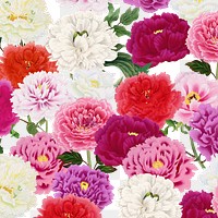 Colorful carnation png botanical pattern, transparent background