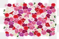 Colorful pink carnation png flower, botanical collage art on transparent background