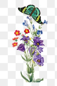 Texas bluebell flower png element, transparent background