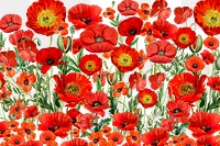 Red poppy flower png Spring, transparent background