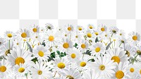 White daisy flowers png border, transparent background