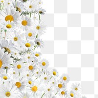 Aesthetic daisy flower png border, transparent background