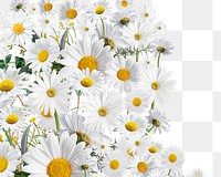 White daisy flower png, Spring floral collage art on transparent background