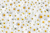 White daisy flower png, Spring floral collage art on transparent background