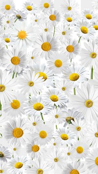 White daisy flower png, Spring floral collage art on transparent background