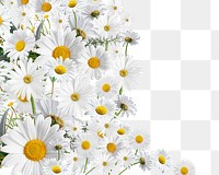 White daisy flower png, Spring floral collage art on transparent background