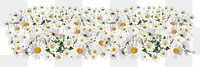 White daisy png divider, Spring flower illustration, transparent background