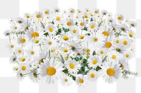 White daisy flower png, Spring floral collage art on transparent background